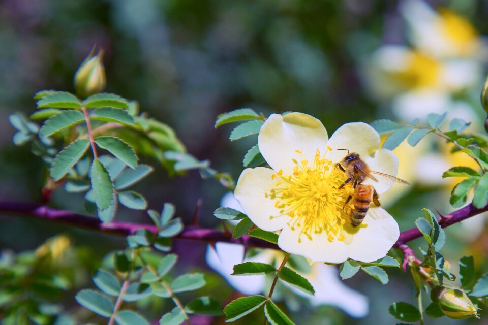 Insect nature flower