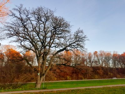 20201114_ND_Eichengruppe_bei_Hüttenberg_AÖ1