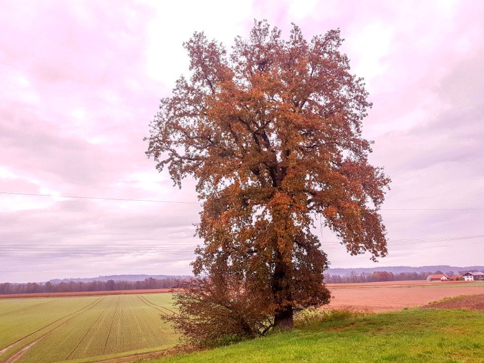 20201101_Hangeiche_bei_Unterholzhausen1