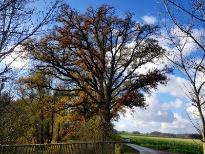 20201120_ND_Stieleiche_in_Lengthal_Mehring4
