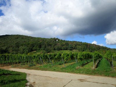 20201010Kieselberg_Deidesheim_2