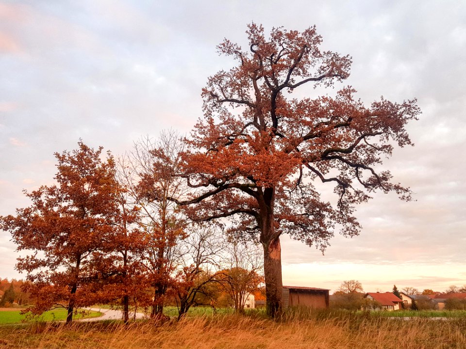 20201102_ND_AichpointnerEiche_Kastl