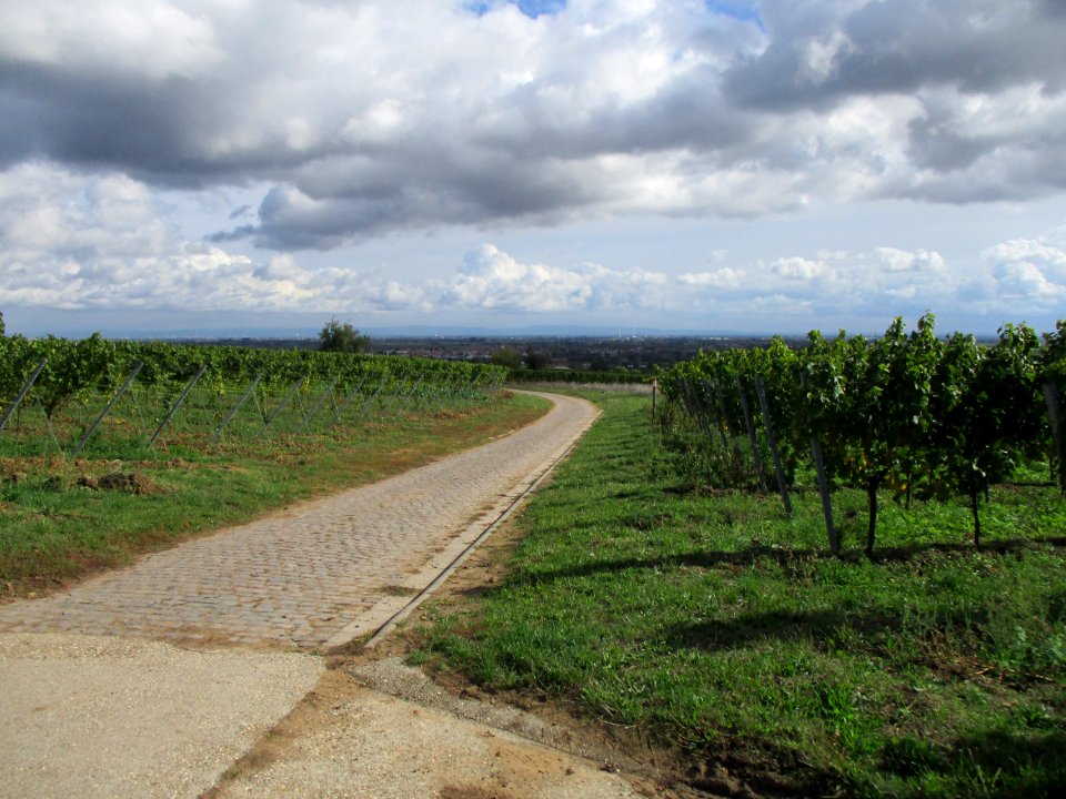20201010Kieselberg_Deidesheim_1