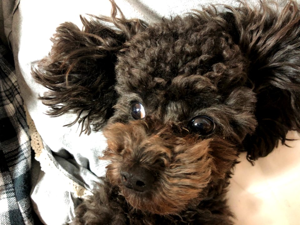 2021-03-21_20.51.42_poodle_ggomi