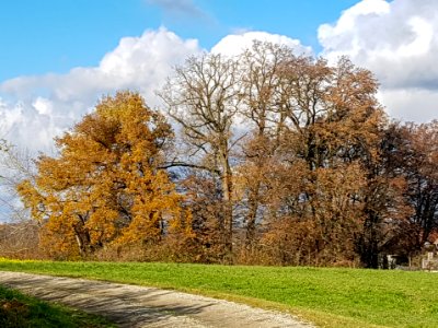 20201120_ND_Wäldchen_am_Sammelgraben_Mehring