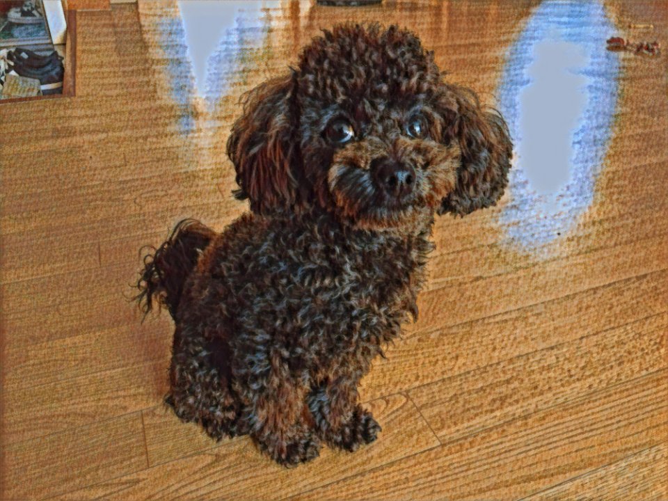 2021-03-18_09.45.47_poodle_ggomi