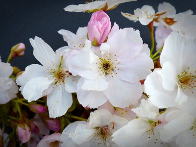 Bloom ornamental cherry japanese flowering cherry photo