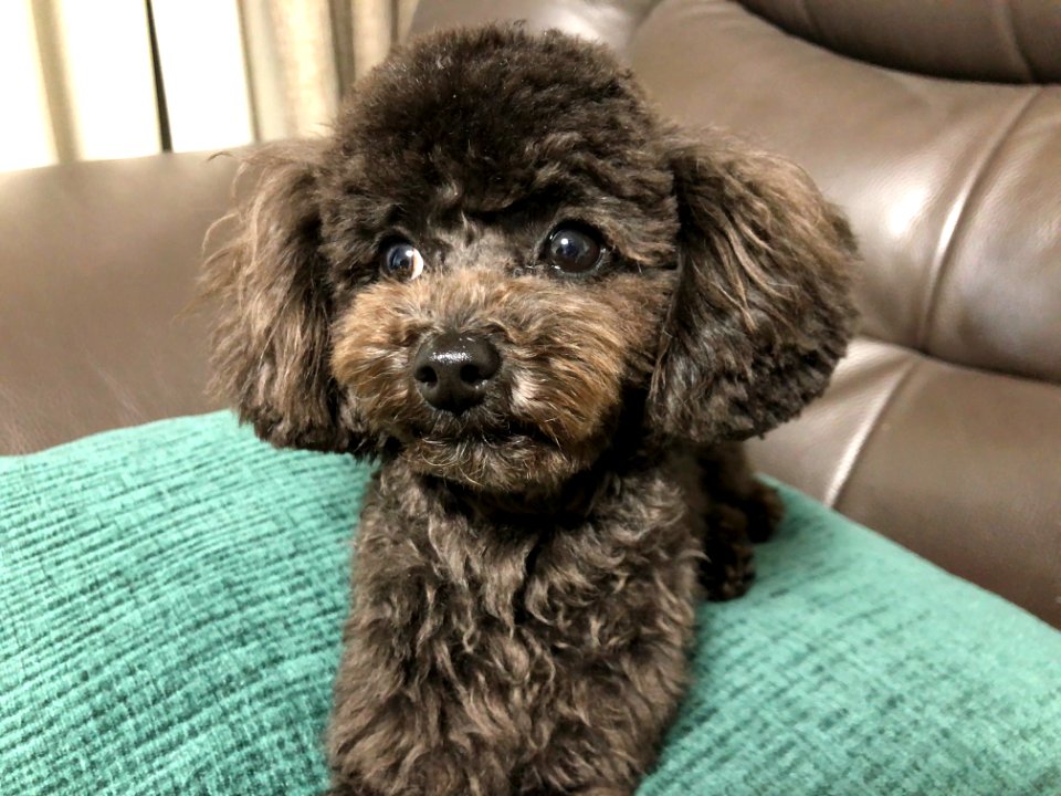 2021-03-11_21.55.30_poodle_ggomi