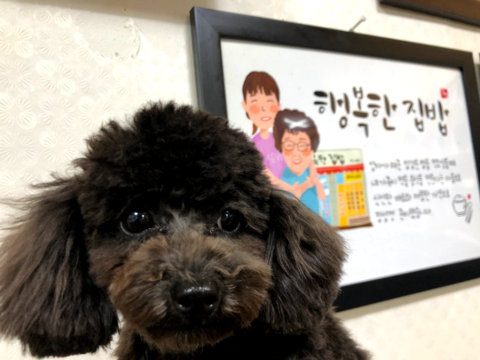 2021-03-11_21.23.34_poodle_ggomi
