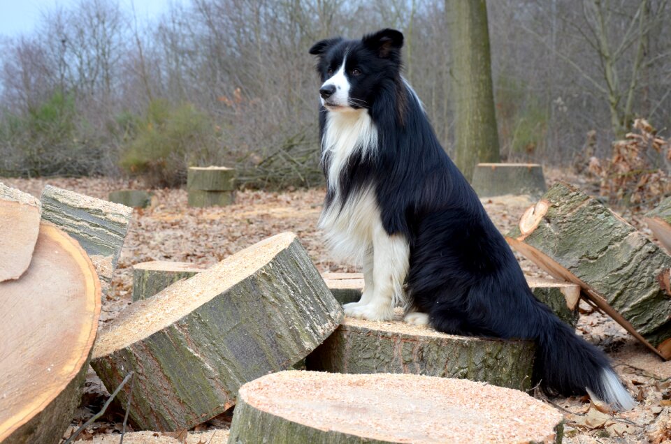 Border collie british sheepdog purebred dog