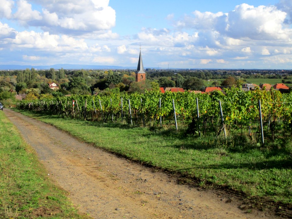 20201010Kirchenstück_Forst1