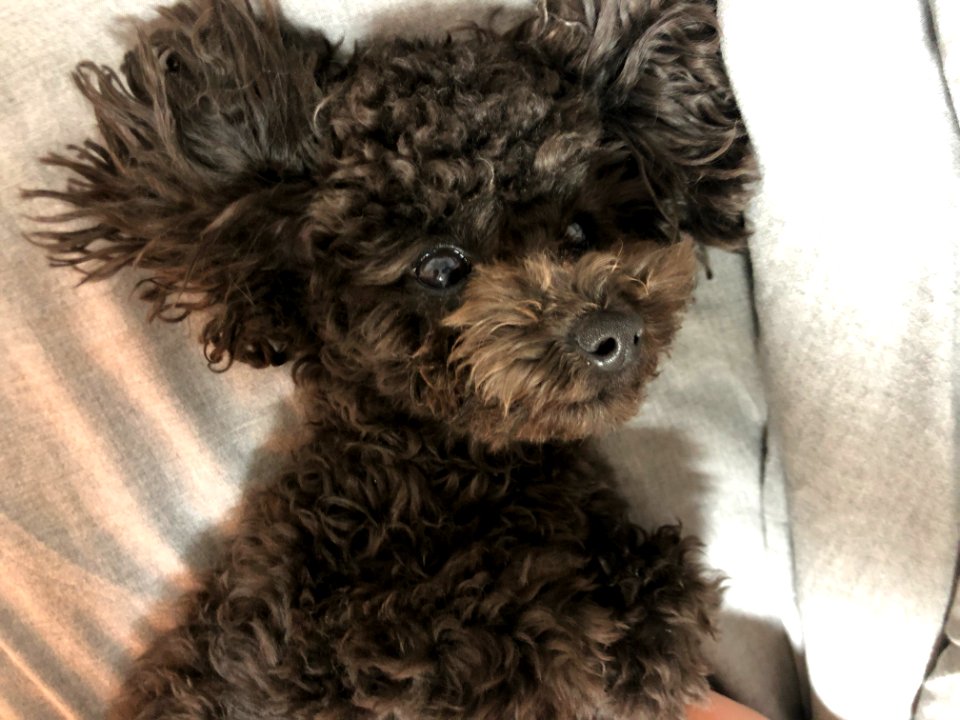 2021-03-22_22.09.43-1_poodle_ggomi