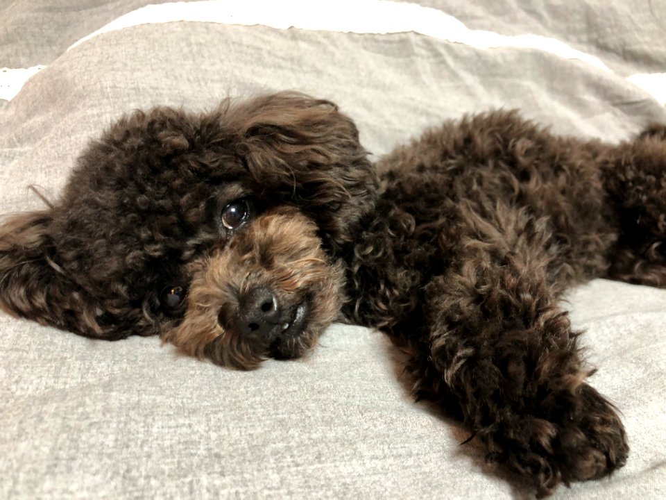 2021-03-24_23.34.00_poodle_ggomi