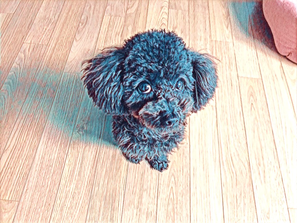2021-03-23_21.40.22_poodle_ggomi