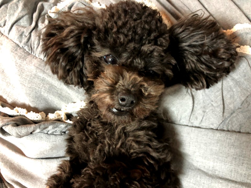 2021-03-21_20.49.26_poodle_ggomi