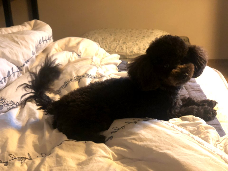 2021-03-11_23.23.06_poodle_ggomi