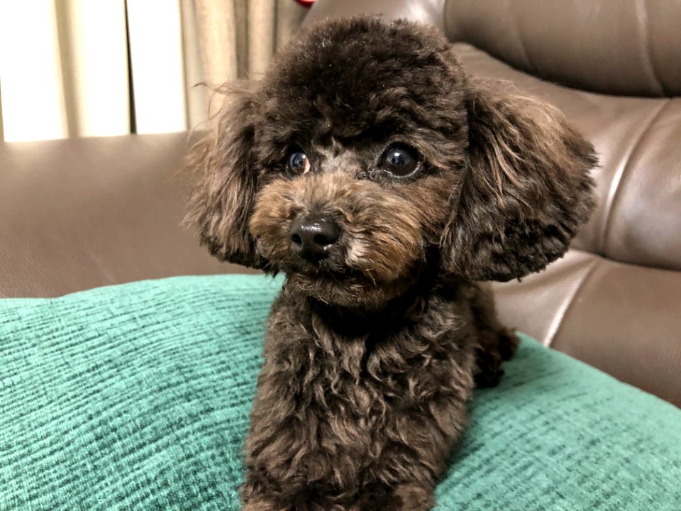 2021-03-11_21.55.24_poodle_ggomi