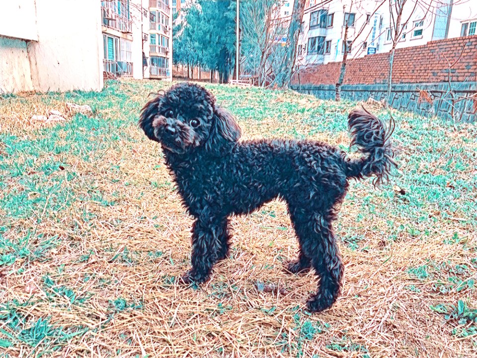 2021-03-15_19.05.29_poodle_ggomi
