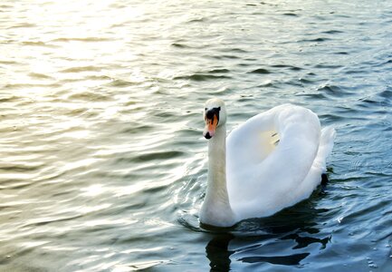 River swan white swan