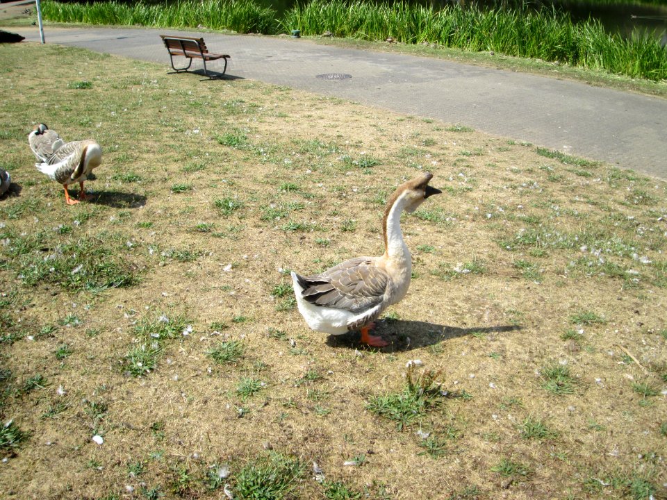 20200804Deutsch-Französischer_Garten6