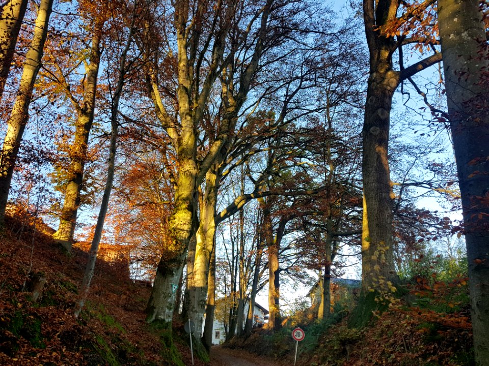 20201106_ND_Hohlwegallee_bei_Holzen_Winhöring_1