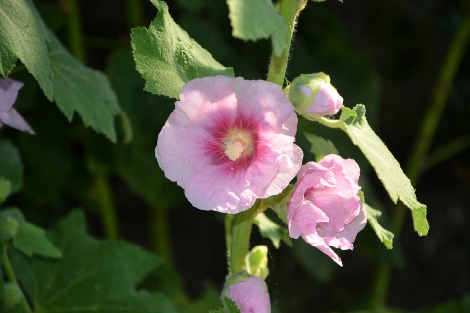 Pink flowers spring flowering