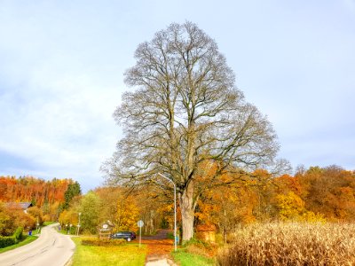 20201102_ND_Ahorn_beim_Schloss_Winh