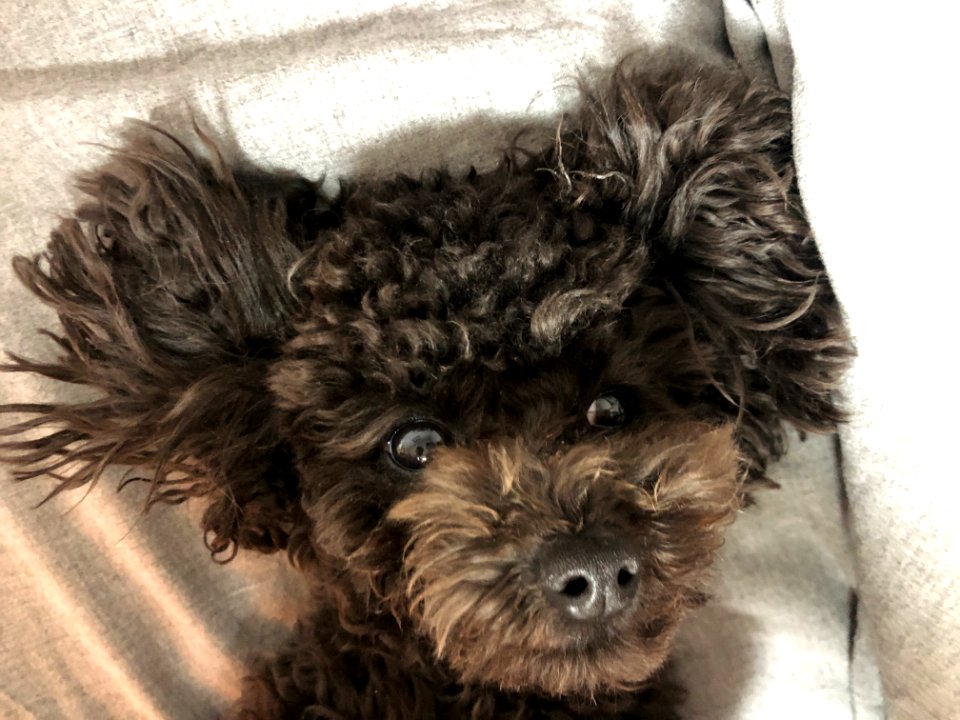 2021-03-22_22.09.34-1_poodle_ggomi