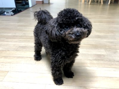 2021-03-22_19.00.40_poodle_ggomi
