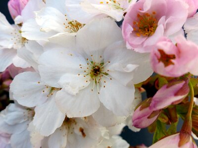 Bloom ornamental cherry japanese flowering cherry photo