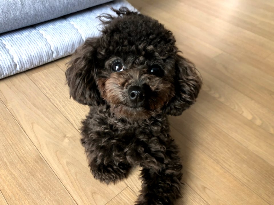 2021-03-25_08.00.40_poodle_ggomi