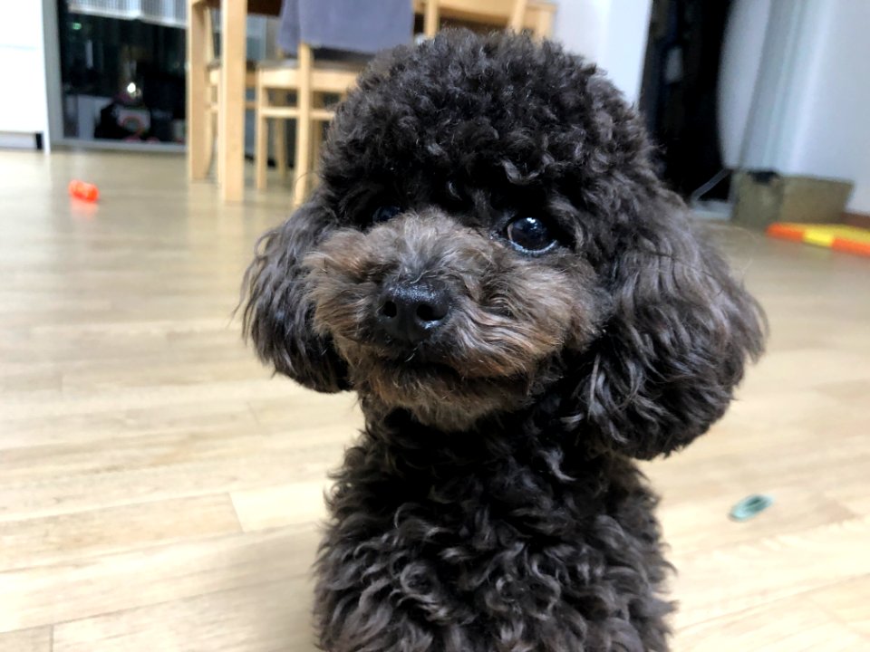 2021-03-25_21.41.12_poodle_ggomi