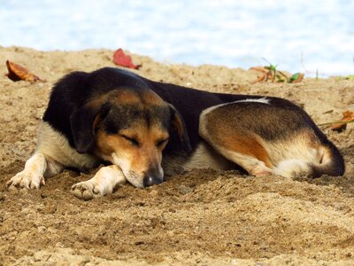 Animal brown sleep brown sleeping