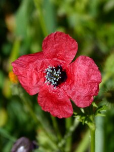 Papaver hybridum poppy sad poppy