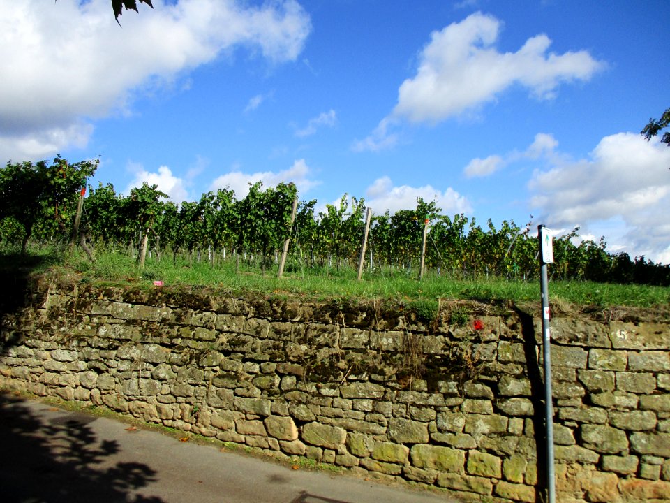 20201010Grainhübel_Deidesheim2