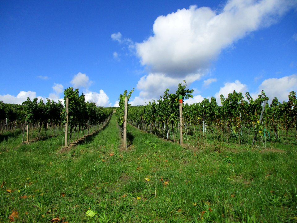 20201010Grainhübel_Deidesheim3