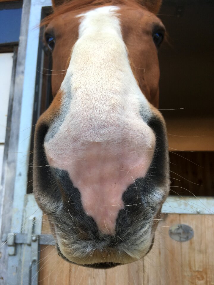Mouth close up nostril