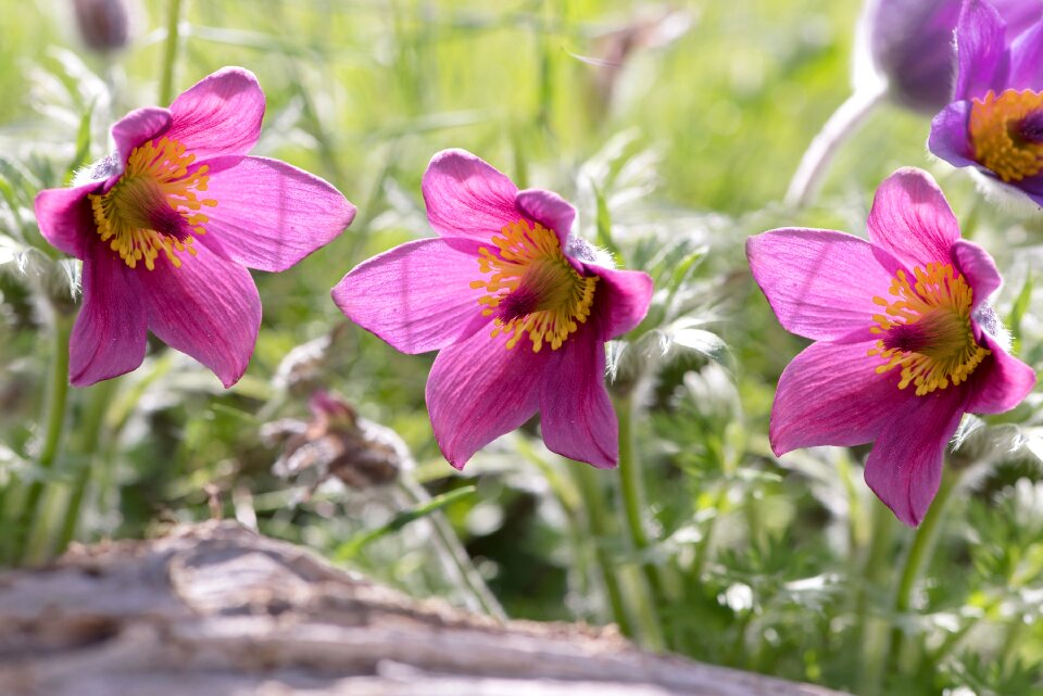 Plant spring flower blossom