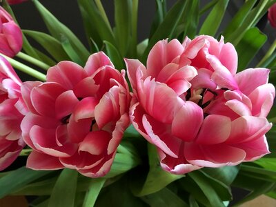 Bloom pink spring