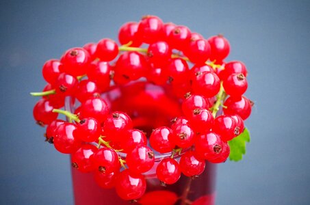 Berry bunch of grapes garden