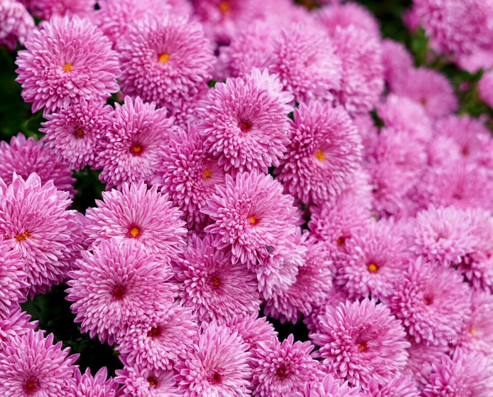 Chrysanthemum blooming season