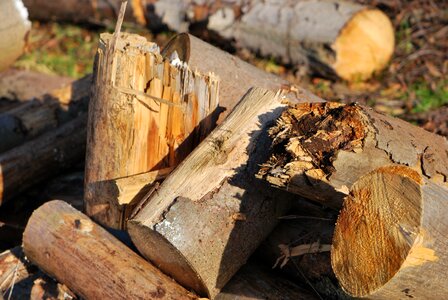 Wood tree old