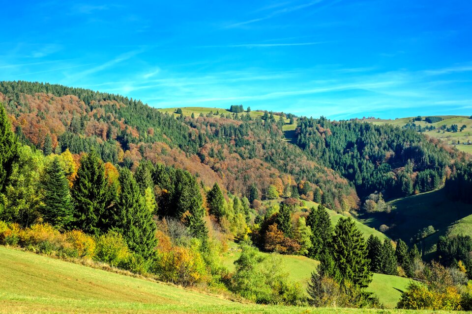 Deciduous trees leaves golden yellow