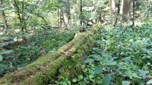 20200728_133205_Hajnówka_Białowieża_Forest