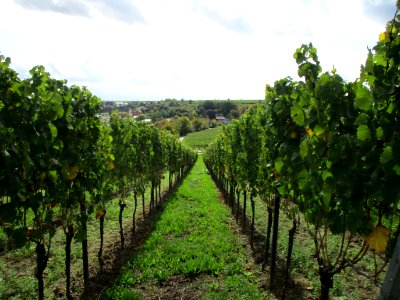 20201010Leihöhle_Deidesheim_2