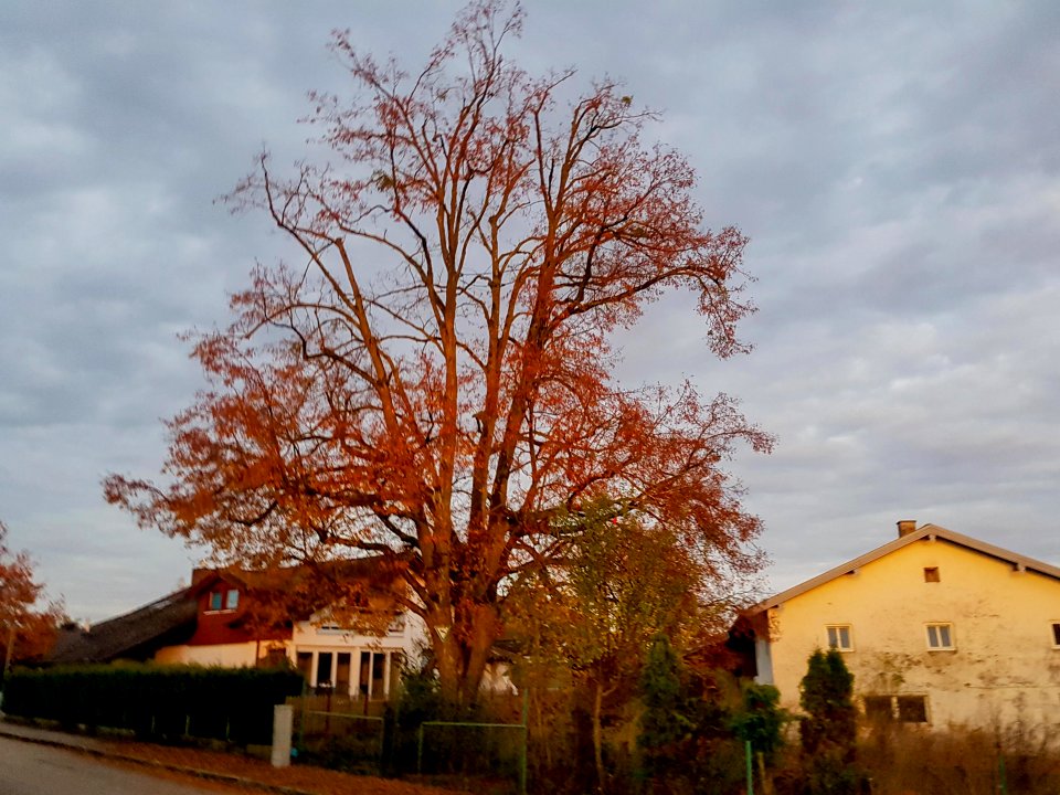 20201102_ND_Bittner-Linde_Emmerting