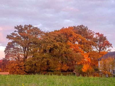 20201102_ND_Aichpoint_Eichenbestand_Kastl3