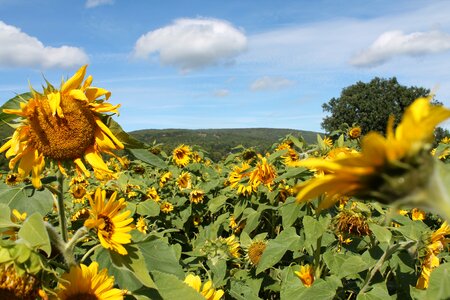 Summer country meadow