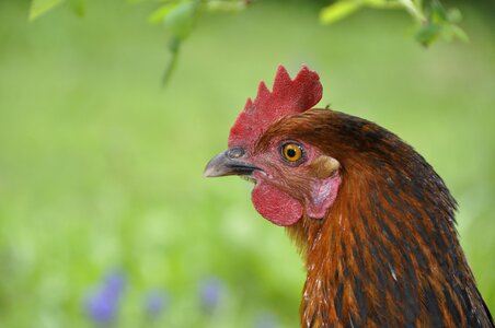 Animal poultry art fair