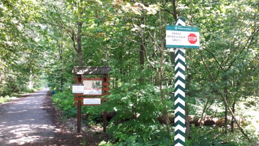 20200728_132231_Białowieża_Forest